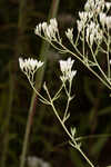 Recurved eupatorium